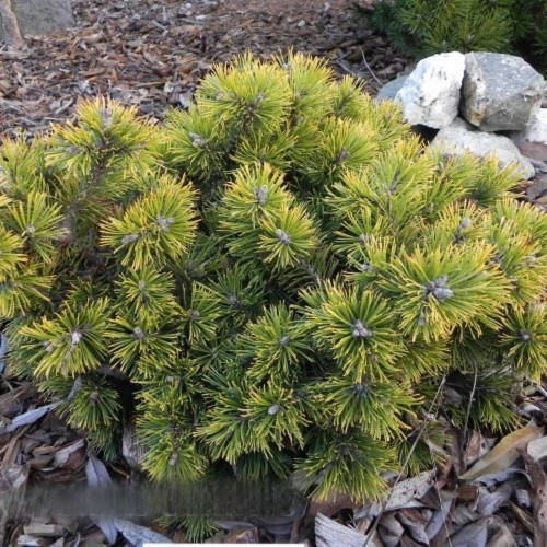 Pinus mugo 'Filips Summer Sun' - Mägimänd 'Filips Summer Sun' C5/5L